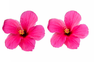 Top view of pink hibiscus flower isolated on a white background. Flat lay, clipping path.