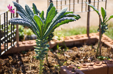 Homegrown kale in the large brick bed
