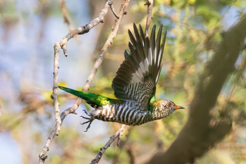 The Asian emerald cuckoo is flying in the forest.