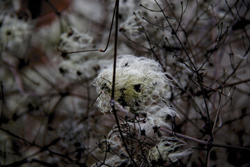 dry winter flower