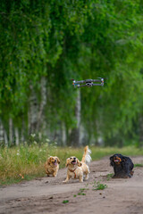 Dogs running in a park. Small breed puppies watcj a flying dron. Green trees in a park background. Happy and healthy domestic animals walk outside.