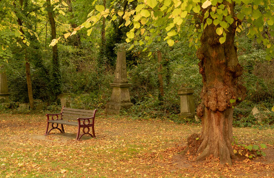 Bench in South London cemetary with autumn colours 2035
