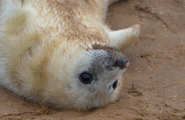 Close up of a young grey seal pup. It is lying on the sand on its back with its big black eyes wide open