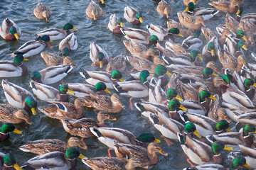 The mallard ducks feeding on the open water in winter. Yekaterinburg. Russia