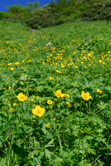 シナノキンバイ