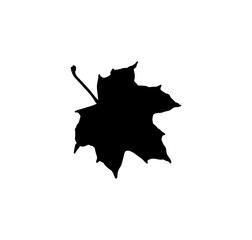 maple leaf icon. bitmap illustration