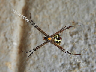 spider on the wall