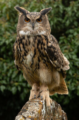 Owl on a gravestone 5498