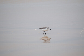 seagull on the beach