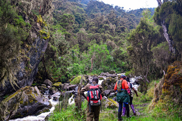 A group of hikers in the giant groundsel forest in the Rwenzori Mountains, Uganda