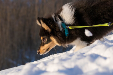 4 months old sheltie sees ducks for the first time.