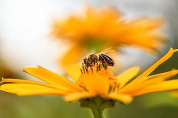 Bee and flower. Close up of a large striped bee collecting pollen on a yellow flower on a Sunny bright day. Macro horizontal photography. Summer and spring backgrounds