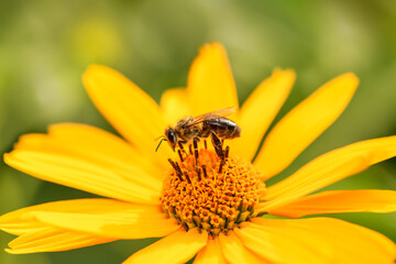 ee and flower. Close up of a large striped bee collecting pollen on a yellow flower on a Sunny bright day. Macro horizontal photography. Summer and spring backgrounds