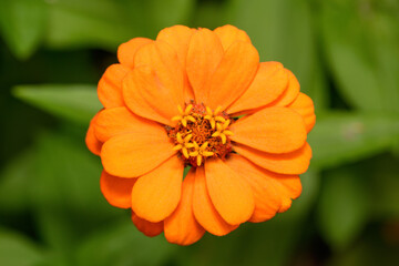 Bright orange zinnia flower in the garden, top view . Macro horizontal photo