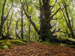 Trees in Barna woods park, Galway city. Nobody, nature scene. Green tree trunks with moss.