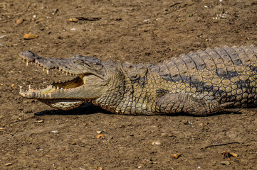 Obraz premium crocodile in the water