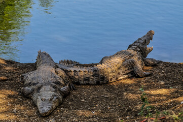 crocodile on the beach