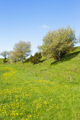 Fototapeta na wymiar Esker with blooming dandelions on meadow in spring