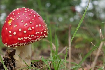 Poisonous inedible toadstool, with far and wide  conspicuous red, white spotted hat , it is spherical or hemispherical closed, often convexly curved, with densely standing white warts and scales