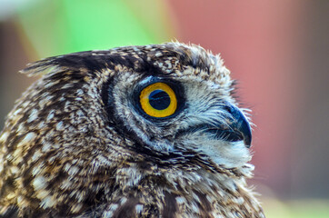 Royal Owl