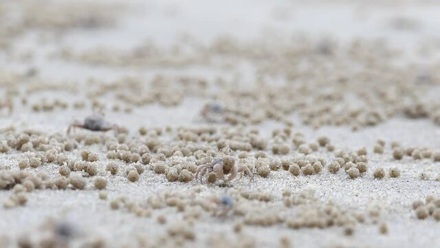 Many sea crabs on the beach Walking