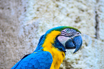 blue and yellow macaw