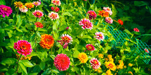 Many colorful zinnia flowers blooming in garden. Lush arrangement of flowers. Floriculture. - obrazy, fototapety, plakaty