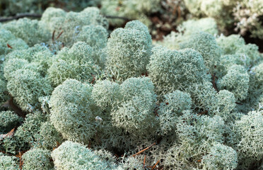 Naklejka na ściany i meble Cladonia rangiferina, also as reindeer lichen , grey reindeer lichen, or reindeer moss, light-colored, fruticose species of lichen, family Cladoniaceae