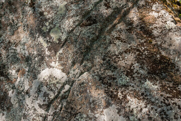 Lichens on surface of large stone in summer,  Republic of Karelia, Russia