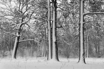 Winter landscape. Snow in the forest. Snow build-up on tree trunks and branches. Black and white photography