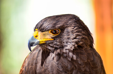 close up of an eagle