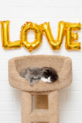two cute gray kittens play on a couch in the background the inscription gold balloons love