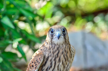 kestrel