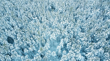 Fototapeta na wymiar Top view of beautiful blue winter forest and treetops for texture and background