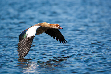 Egyptian Goose flying across an open expanse of water