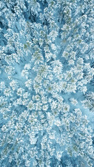 Top view of beautiful blue winter forest and treetops for texture and background