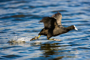 Common Coot chasing a rival from its breeding area
