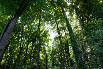 Fototapeta premium baumberge_06