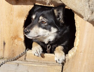 a small black dog looks out from his booth
