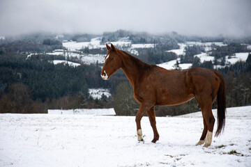 cheval dans la neige