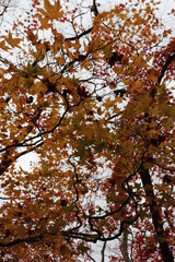 coloured leafs of a tree in autumn