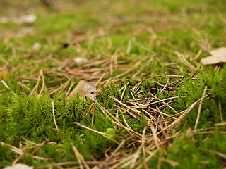 Macro photo of green grass and brushwood
