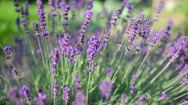 Field of lavender. Honeybee working on Growing Lavender Flowers field. Beautiful Blooming Violet fragrant lavender flowers on a field. SLOW MOTION