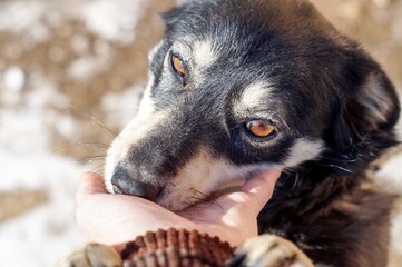 a little black dog caresses a man's hand