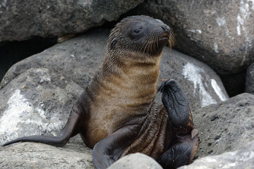 Baby Sea lion (Zalophus wollebaeki) scratching in Galapagos Islands, Ecuador