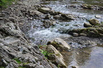 stream in the forest