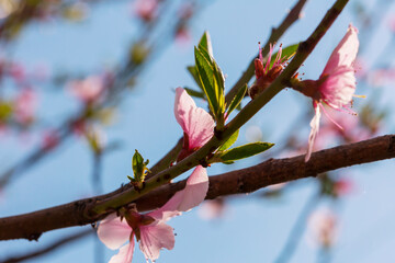 Blossom tree