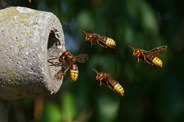 Hornissen beim Anflug auf das Nest