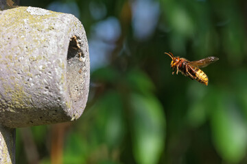 Hornisse vor dem Nest