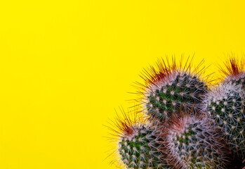 Cactus close-up. Home indoor plants with thorns on Yellow background. A succulent.